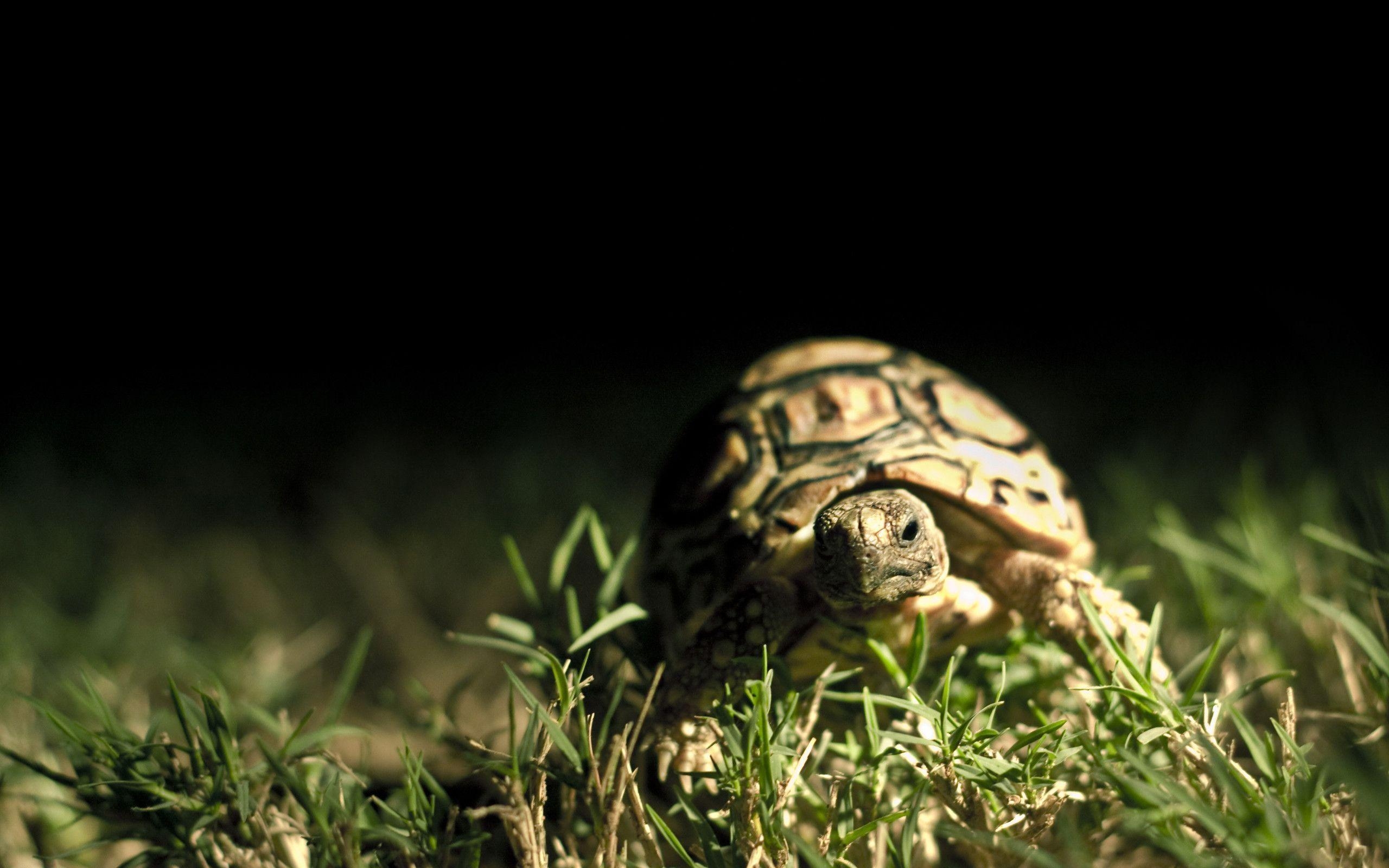 2560x1600 Turtle HD Wallpaper, Desktop