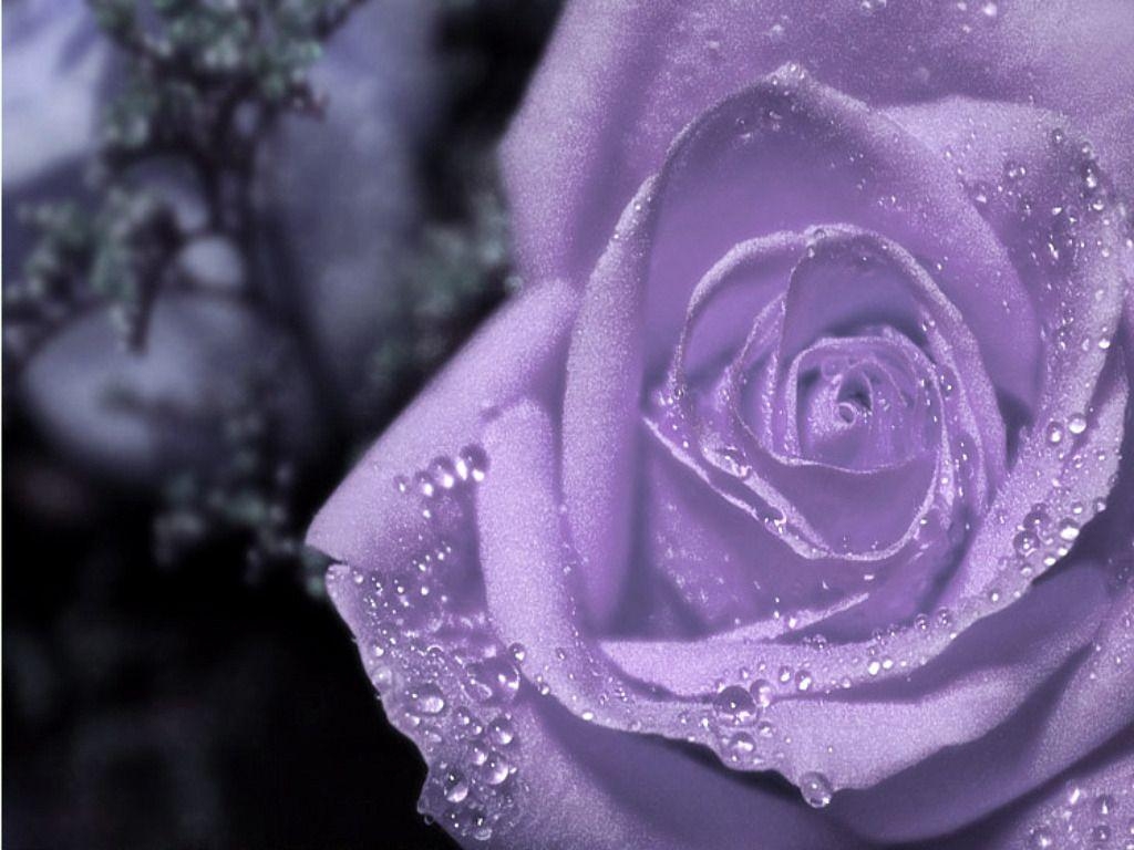 1030x770 Purple Rose Wallpaper, Desktop