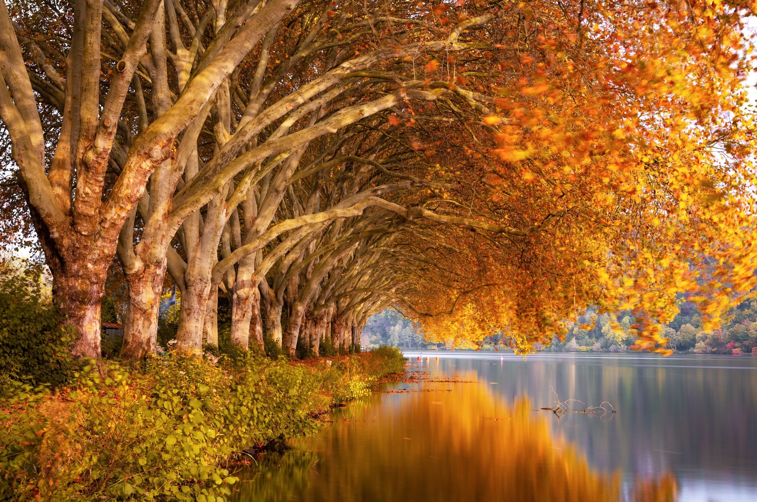 2560x1700 Autumn Trees Orange Lake 5k Chromebook Pixel HD 4k Wallpaper, Image, Background, Photo and Picture, Desktop