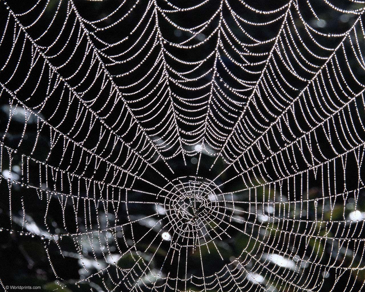 1280x1030 Spider Web Wallpaper For Android #zXd. Animals, Desktop