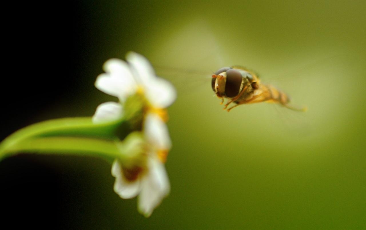 1280x810 Flower and Bee wallpaper. Flower and Bee, Desktop