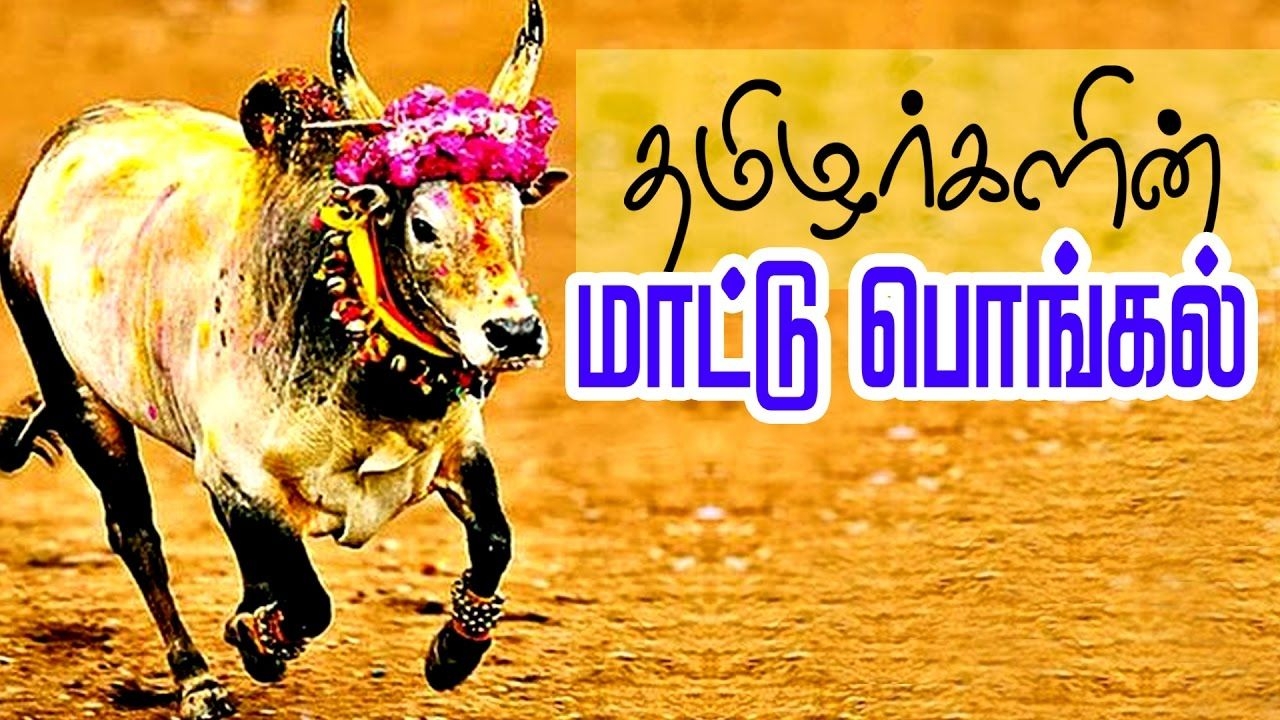 1280x720 Mattu Pongal Mattu Pongal Wishes Wallpaper & Background Download, Desktop