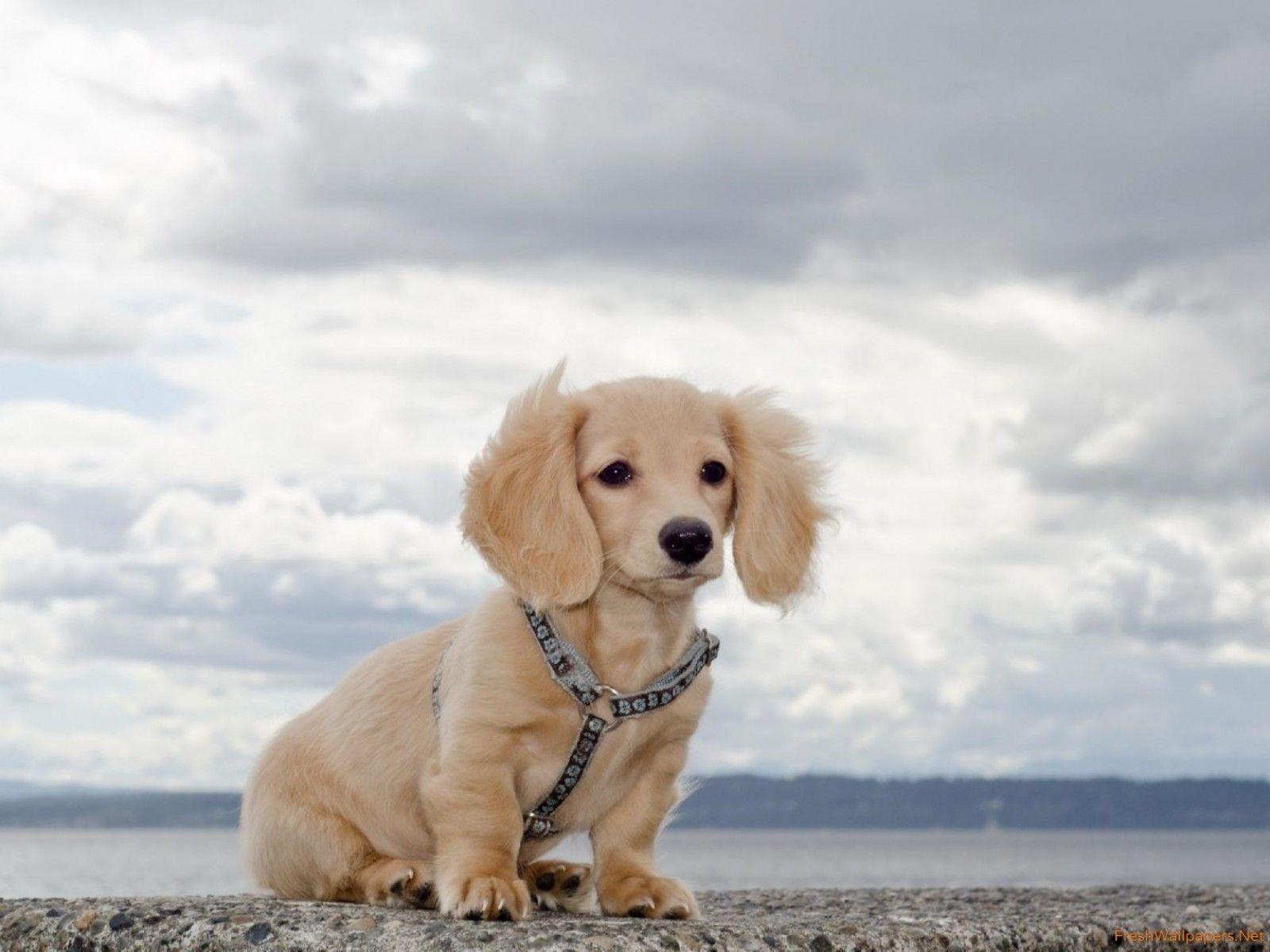 1600x1200 Adorable fluffy dog on a rock wallpaper, Desktop