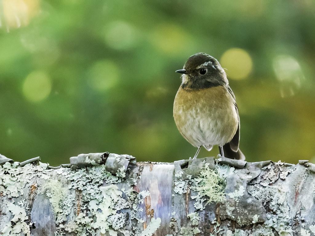 1030x770 Collared Bush Robin. Tarsiger Johnstoniae Dasyueshan Nation, Desktop