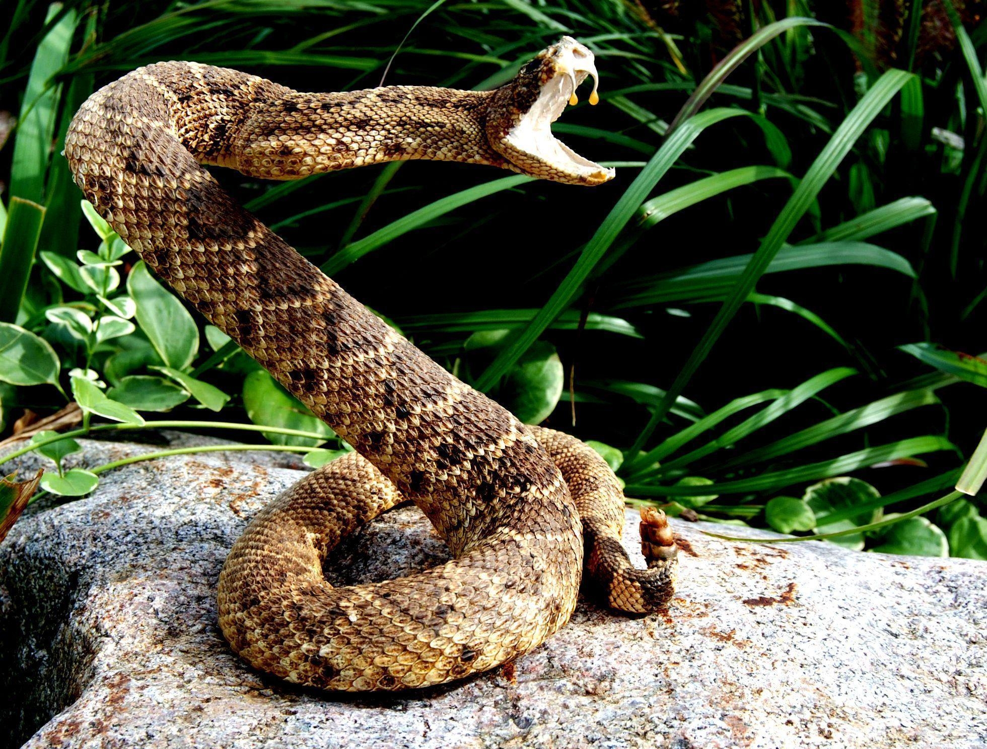 1960x1490 Snake reptile snakes predator rattlesnake ue wallpaperx1488, Desktop