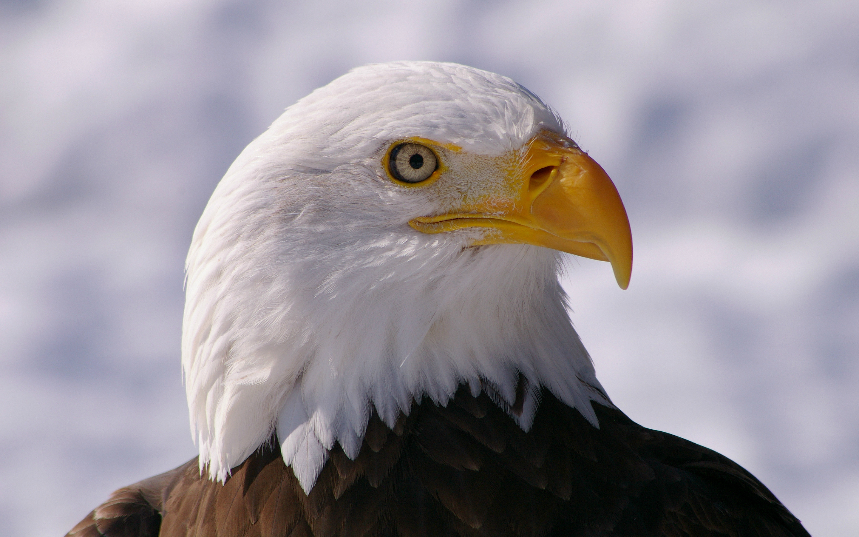 2880x1800 Eagle eye, Desktop