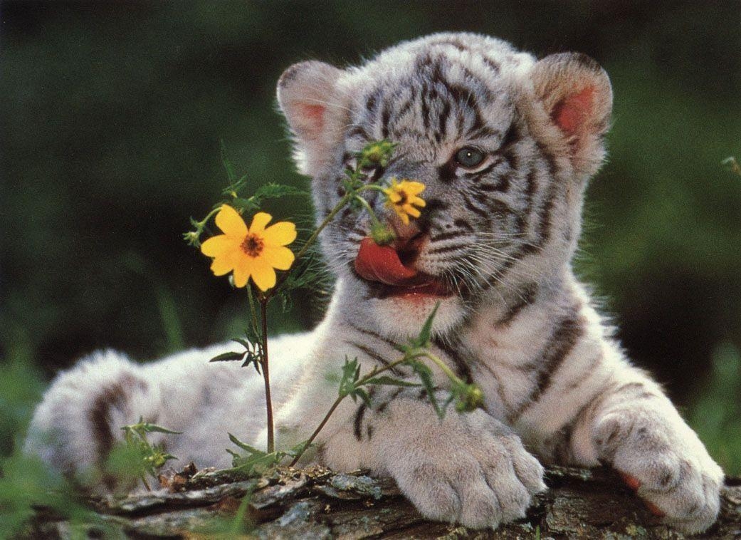 1050x760 White Tiger Cubs HD Wallpaper Wallpaper Inn, Desktop