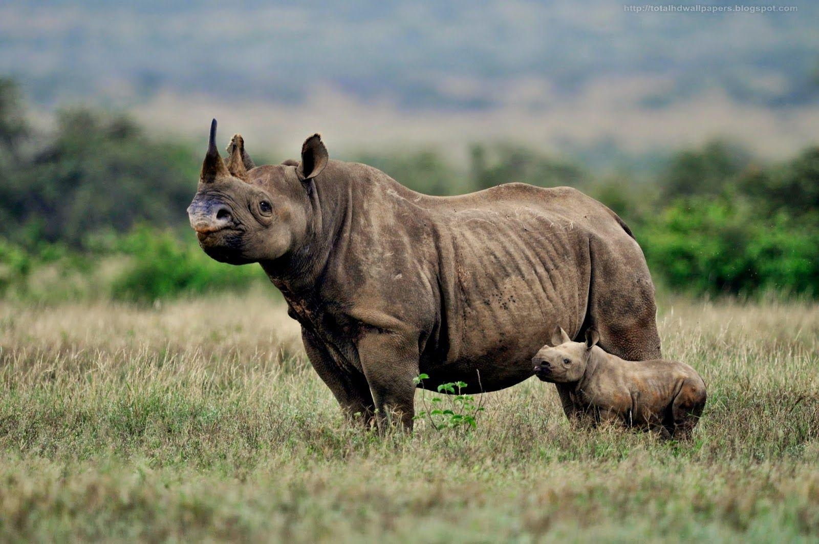 1600x1070 Kamal Shah: Black Rhinoceros HD Wallpaper, Desktop