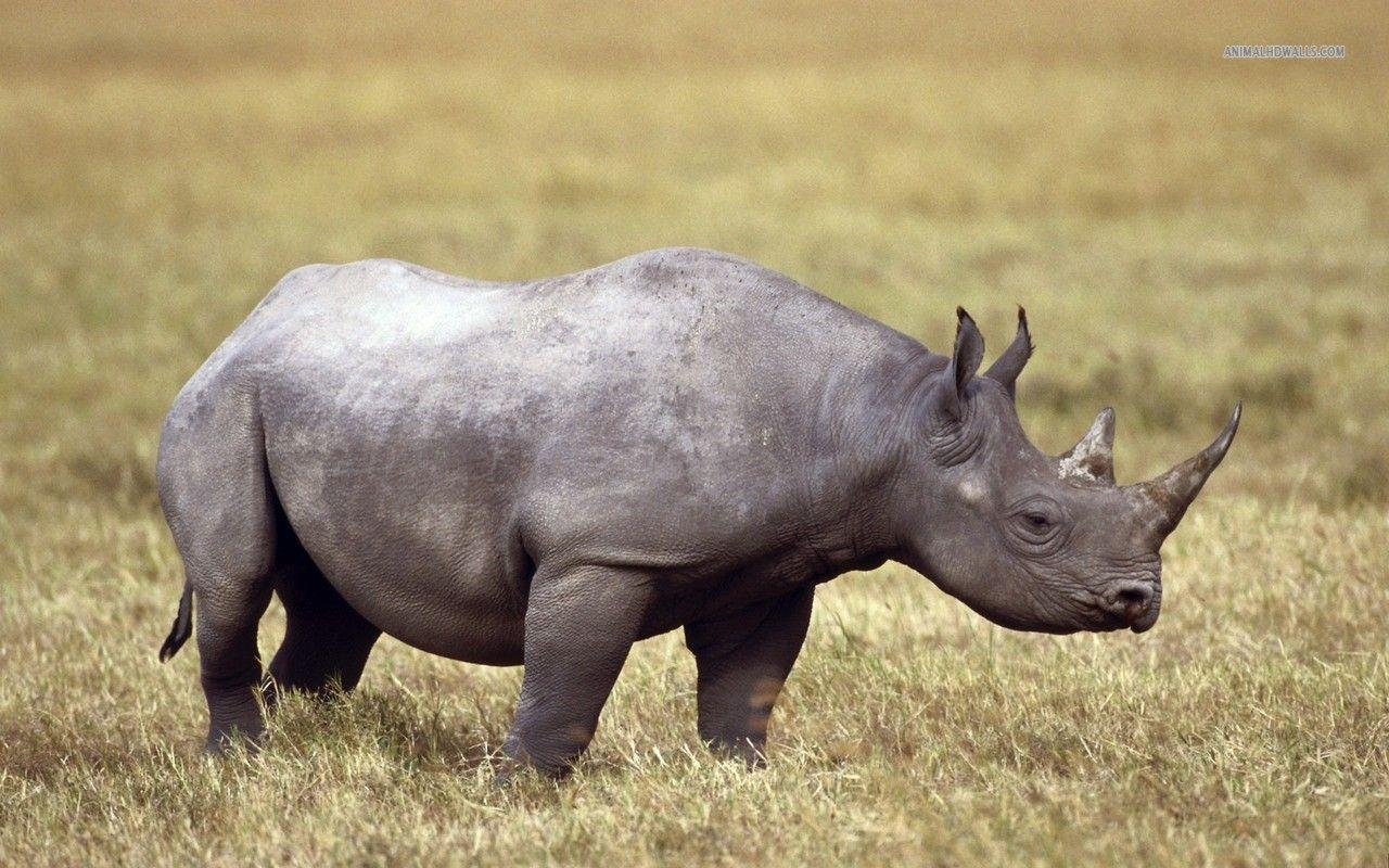 1280x800 Rhinoceros HD Desktop Wallpaper, Desktop