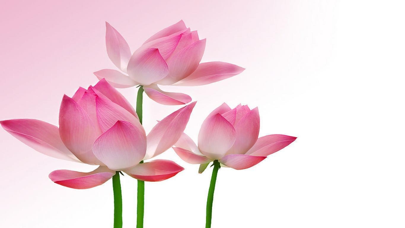 1370x770 Download Lotus Flowers Wallpaper HD Picture One HD Wallpaper, Desktop