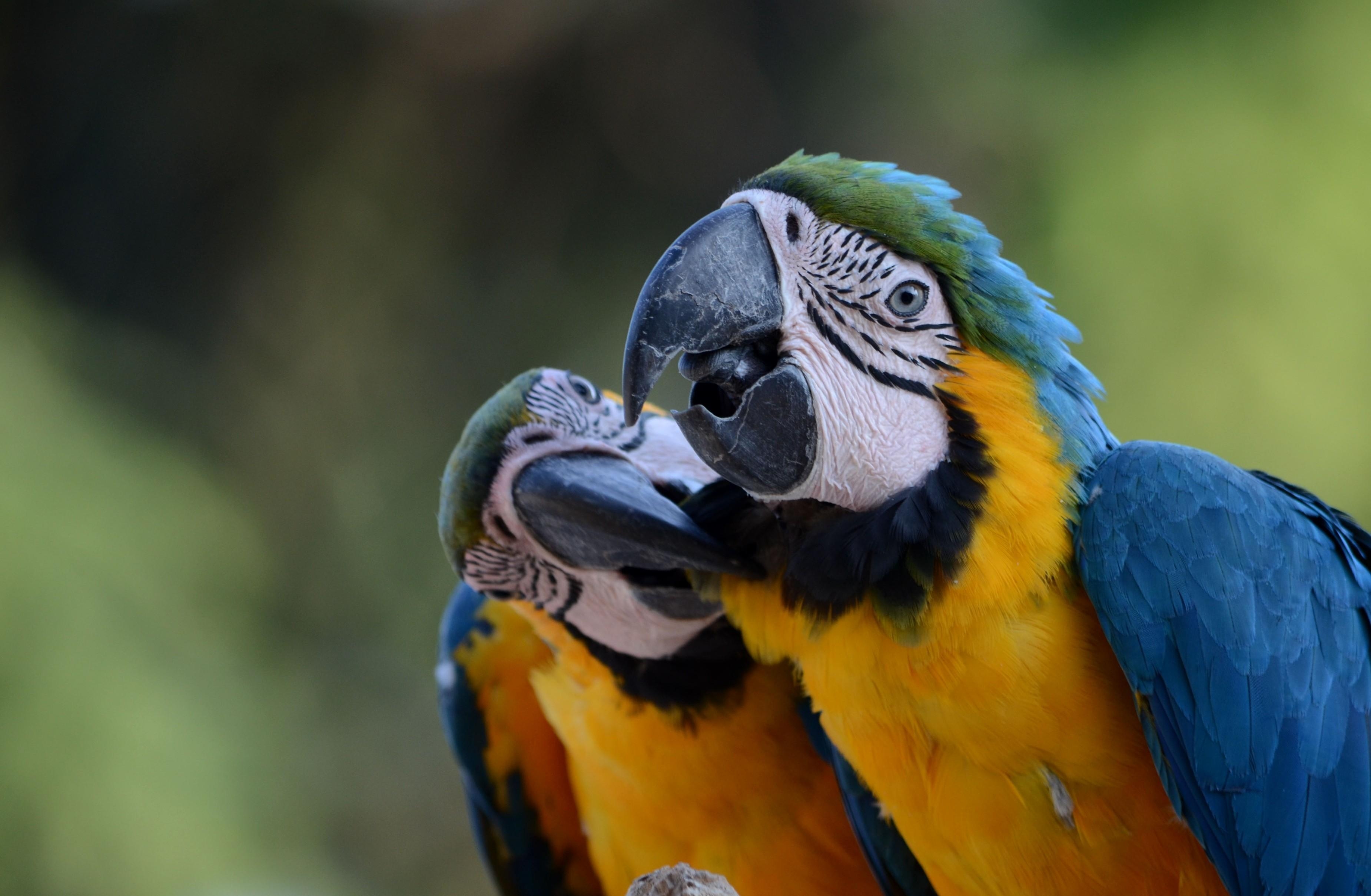 3700x2420 Blue And Yellow Macaw Wallpaper And Background Image, Desktop