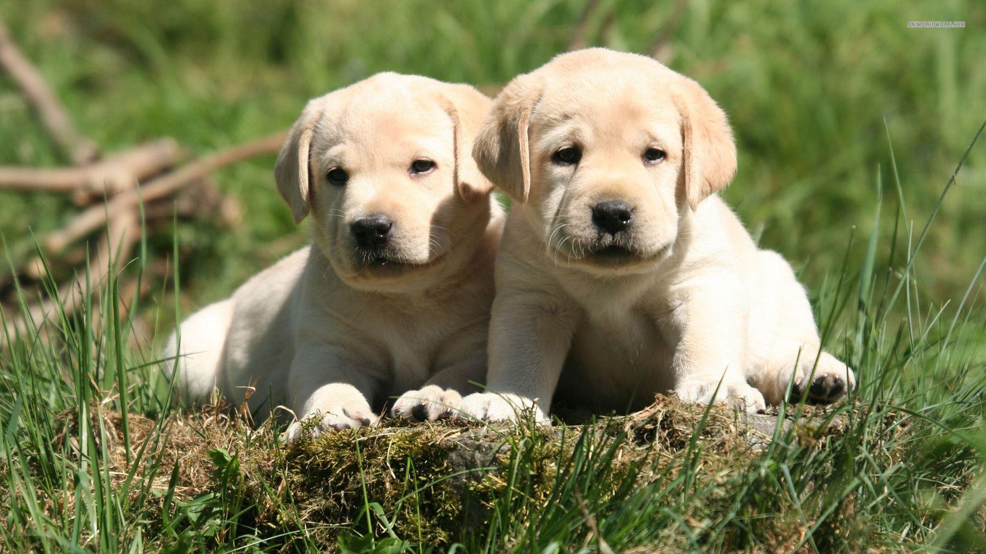 1920x1080 Lab Puppies Wallpaper, Desktop