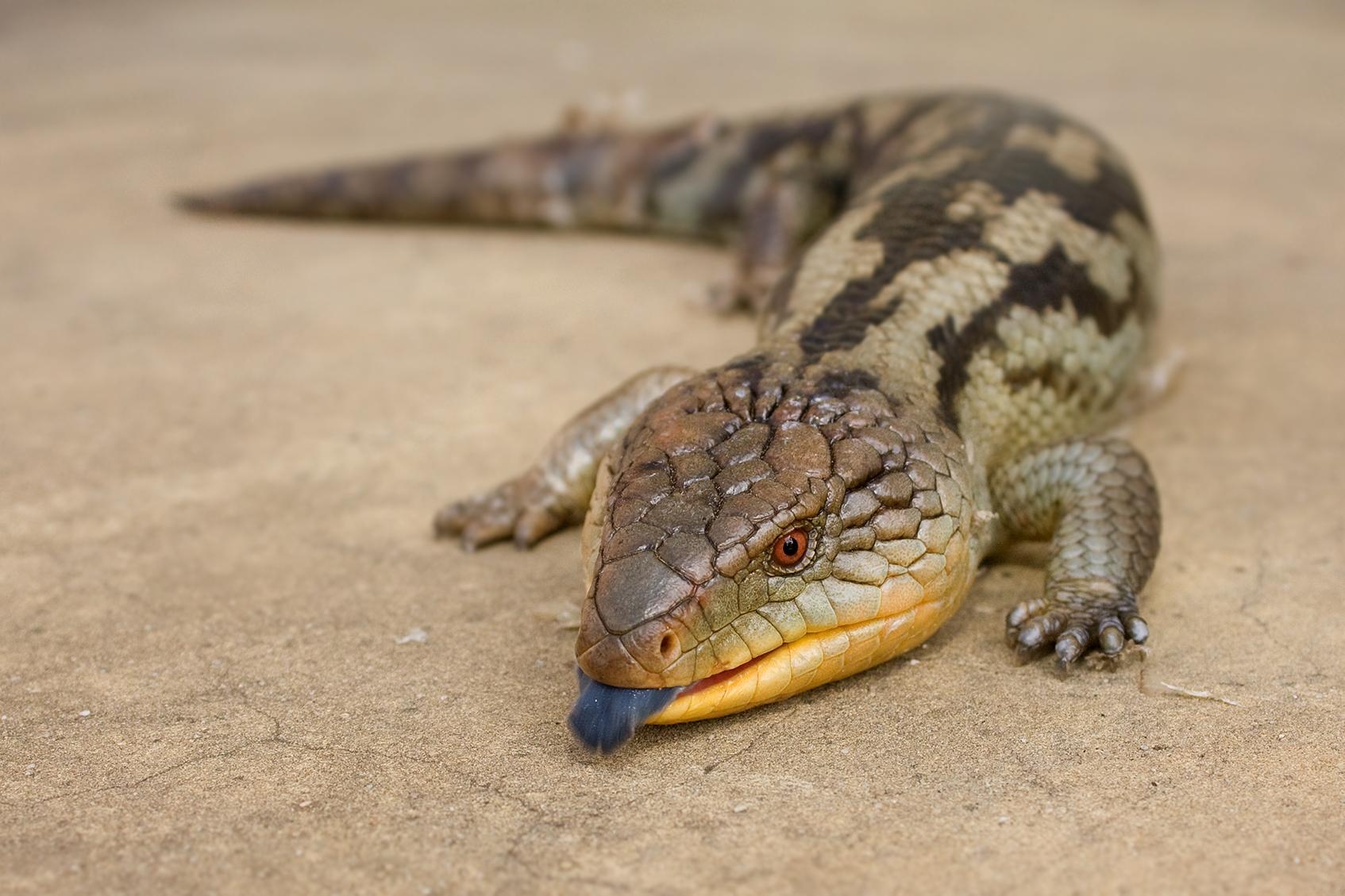 1700x1130 Blue Tongued Skink Facts, Habitat, Diet, Pet Care, Babies, Desktop