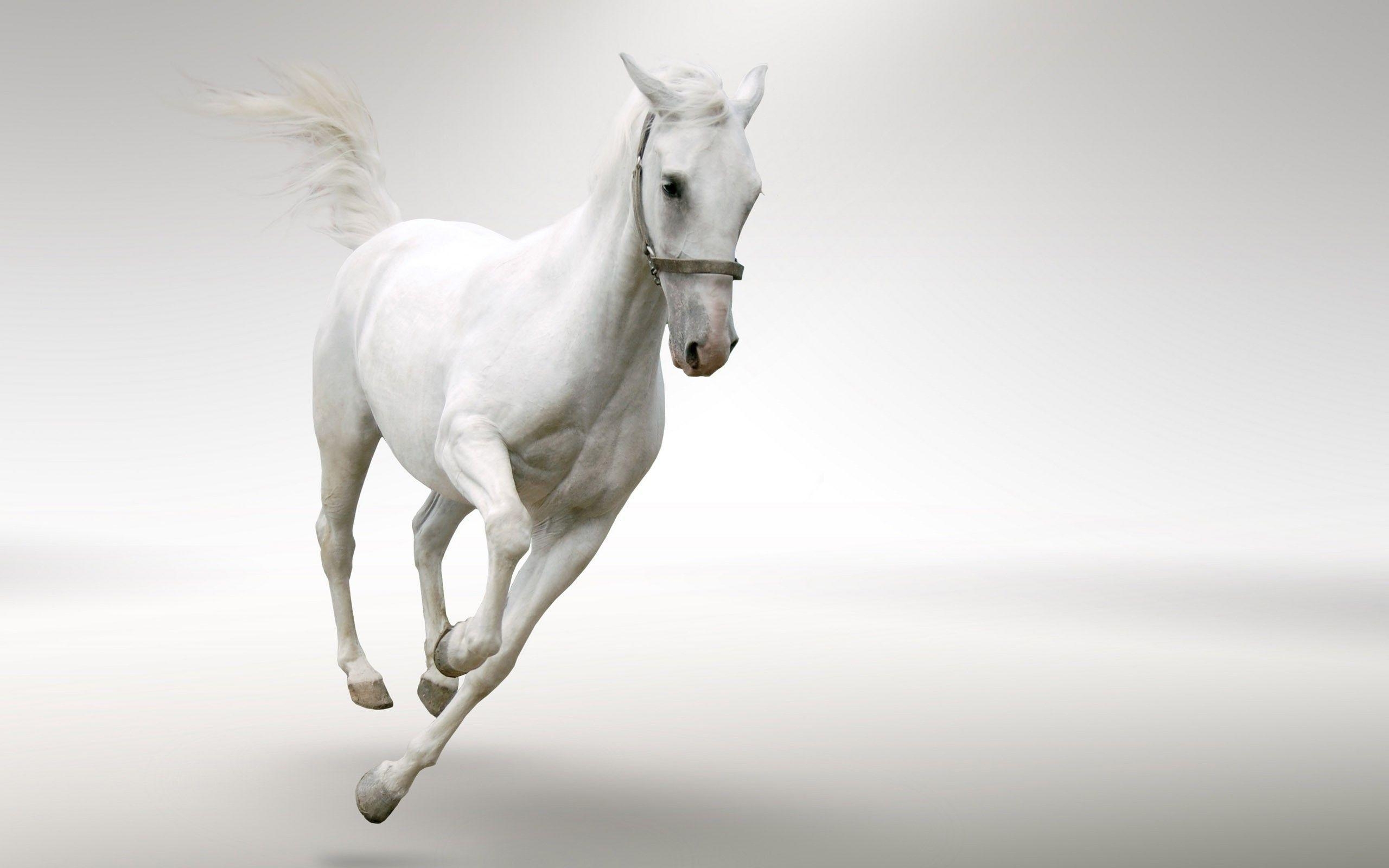 2560x1600 White horse Wallpaper #, Desktop