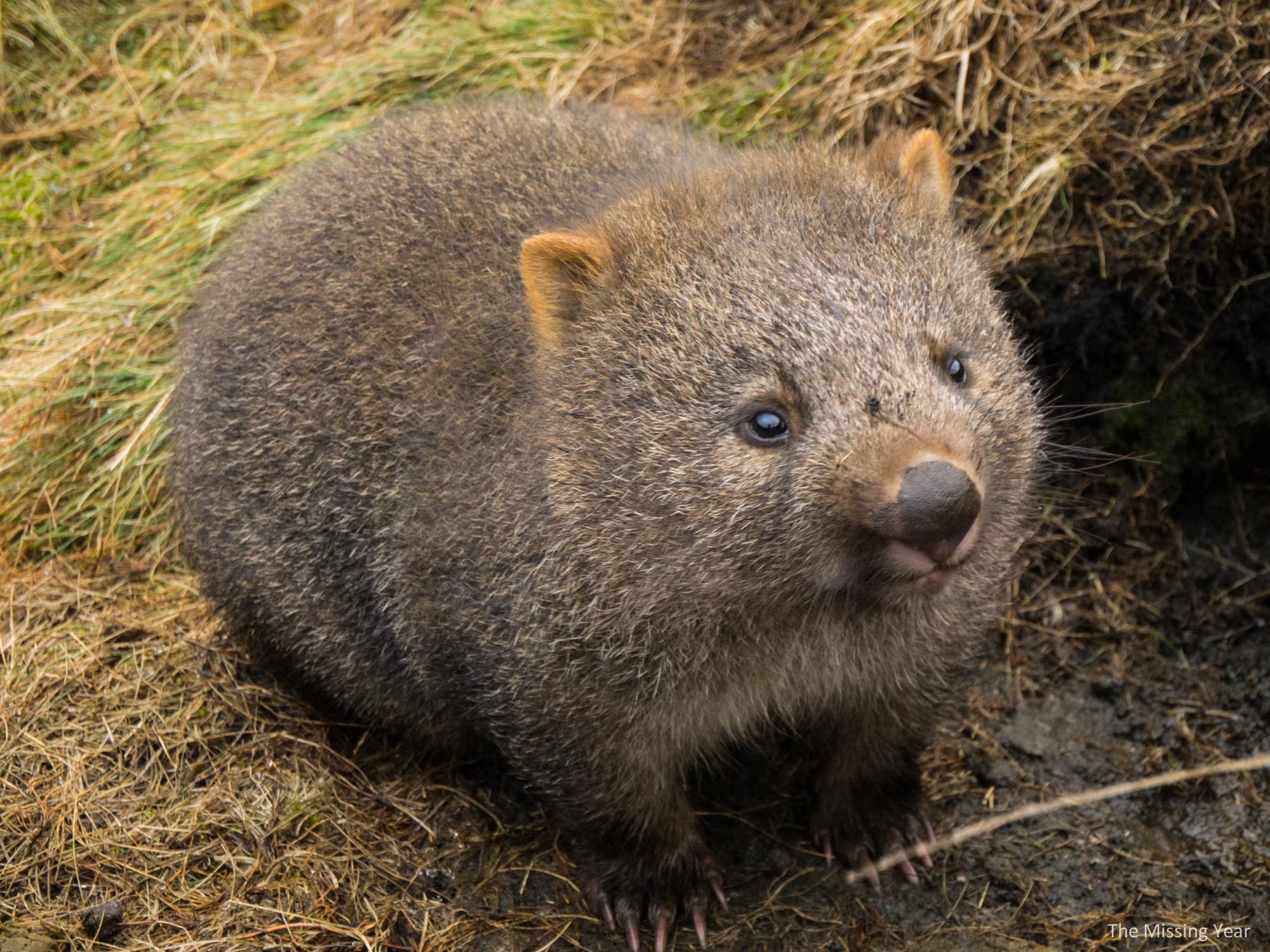 2000x1500 Desktop Wallpaper Wombat #h786733. Animals HD Image, Desktop