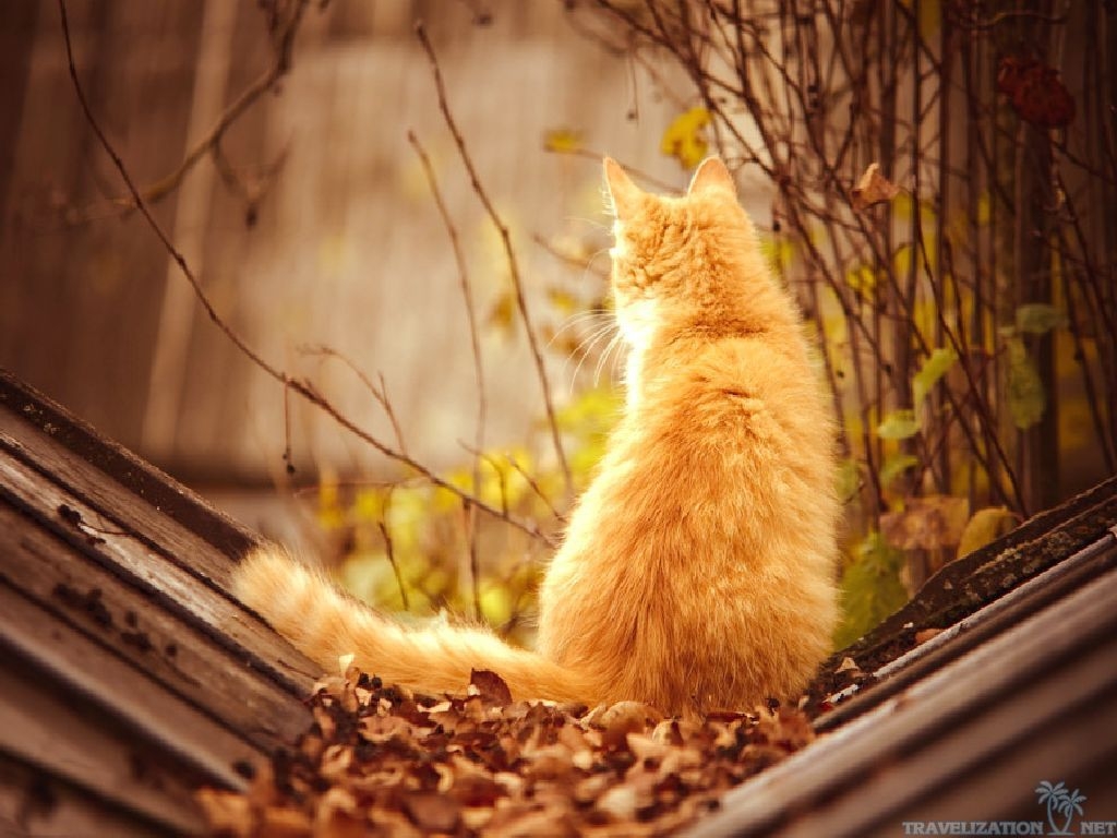 1030x770 Autumn cat wallpaper, Desktop