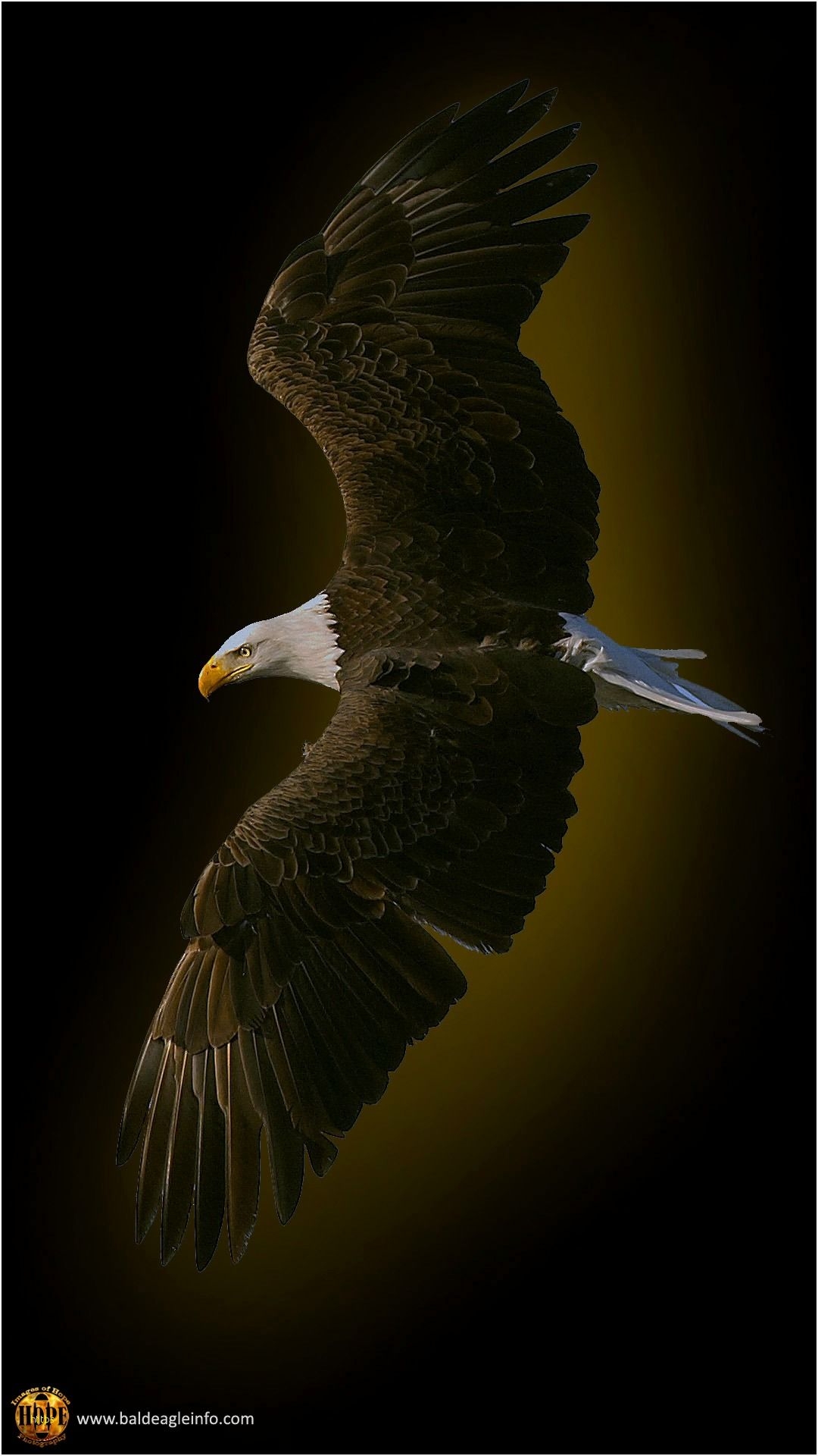 1080x1920 Eagle Wallpaper Lovely Bald Eagle Wallpaper 47 Wallpaper Phone Wallpaper HD Wallpaper & Background Download, Phone