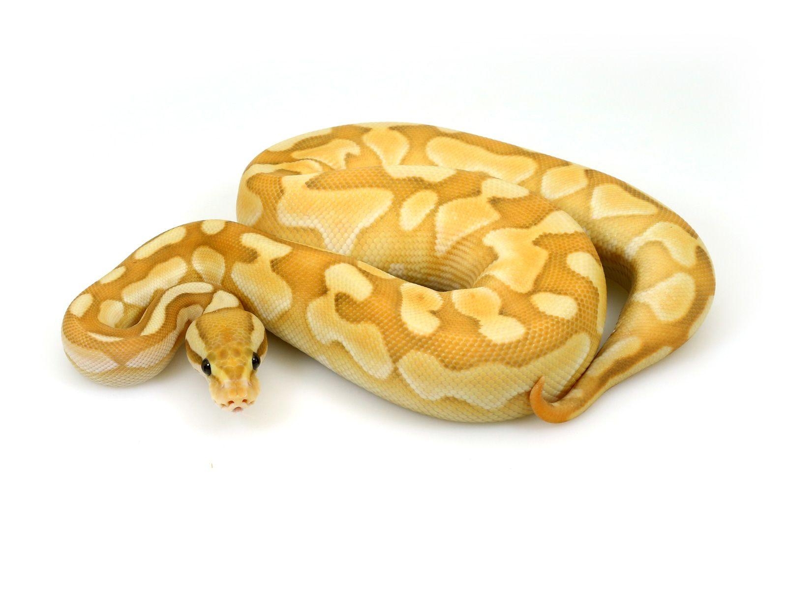 1600x1200 Ball python, Desktop