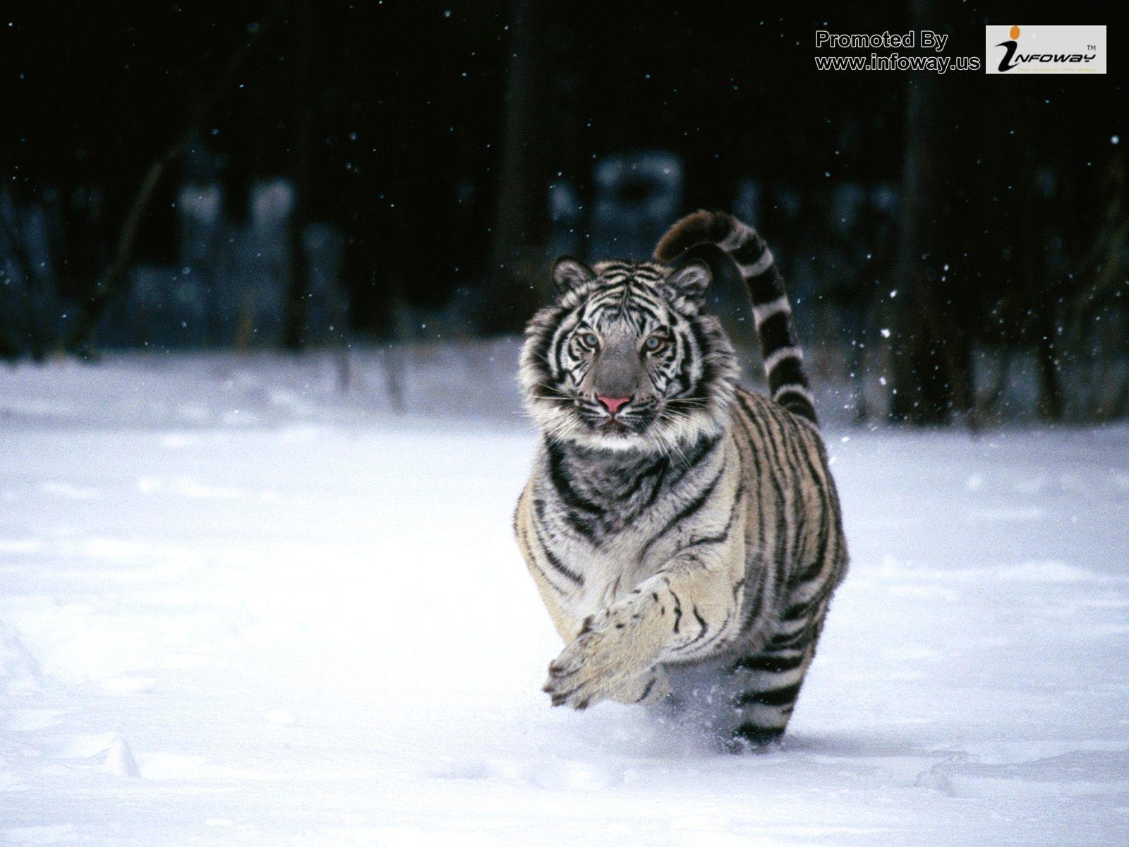 1600x1200 Baby White Tigers In Snow, Desktop