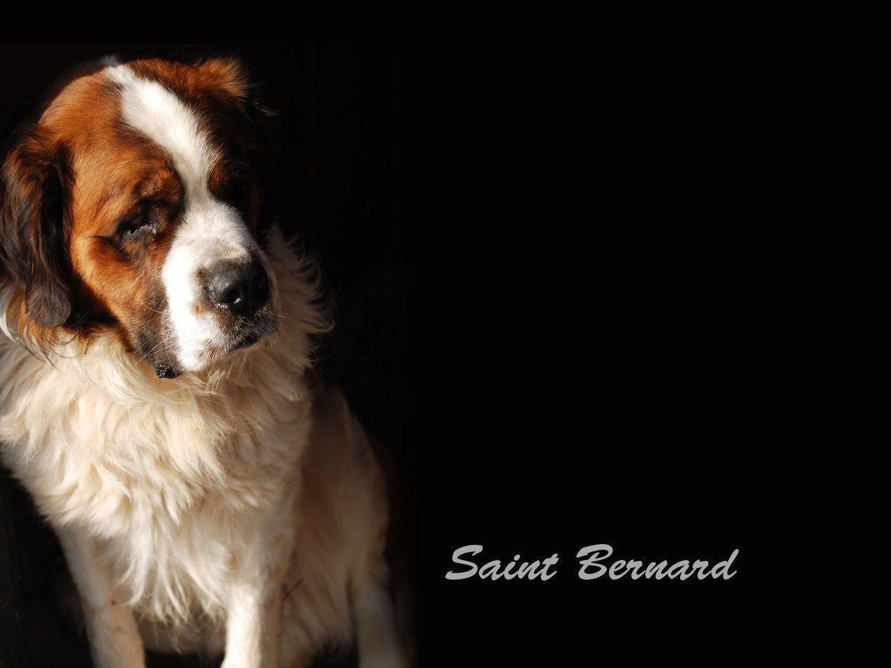 1280x960 Saint Bernard Wallpaper Wallpaper, Desktop