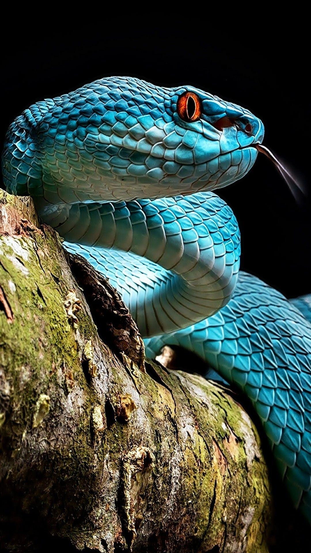 1080x1920 Pit Viper, Phone