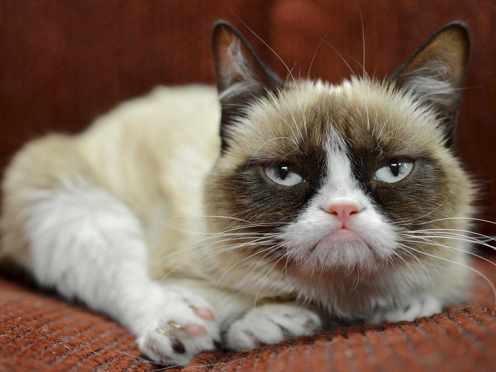 1600x1200 Grumpy Cat wallpaper, Desktop