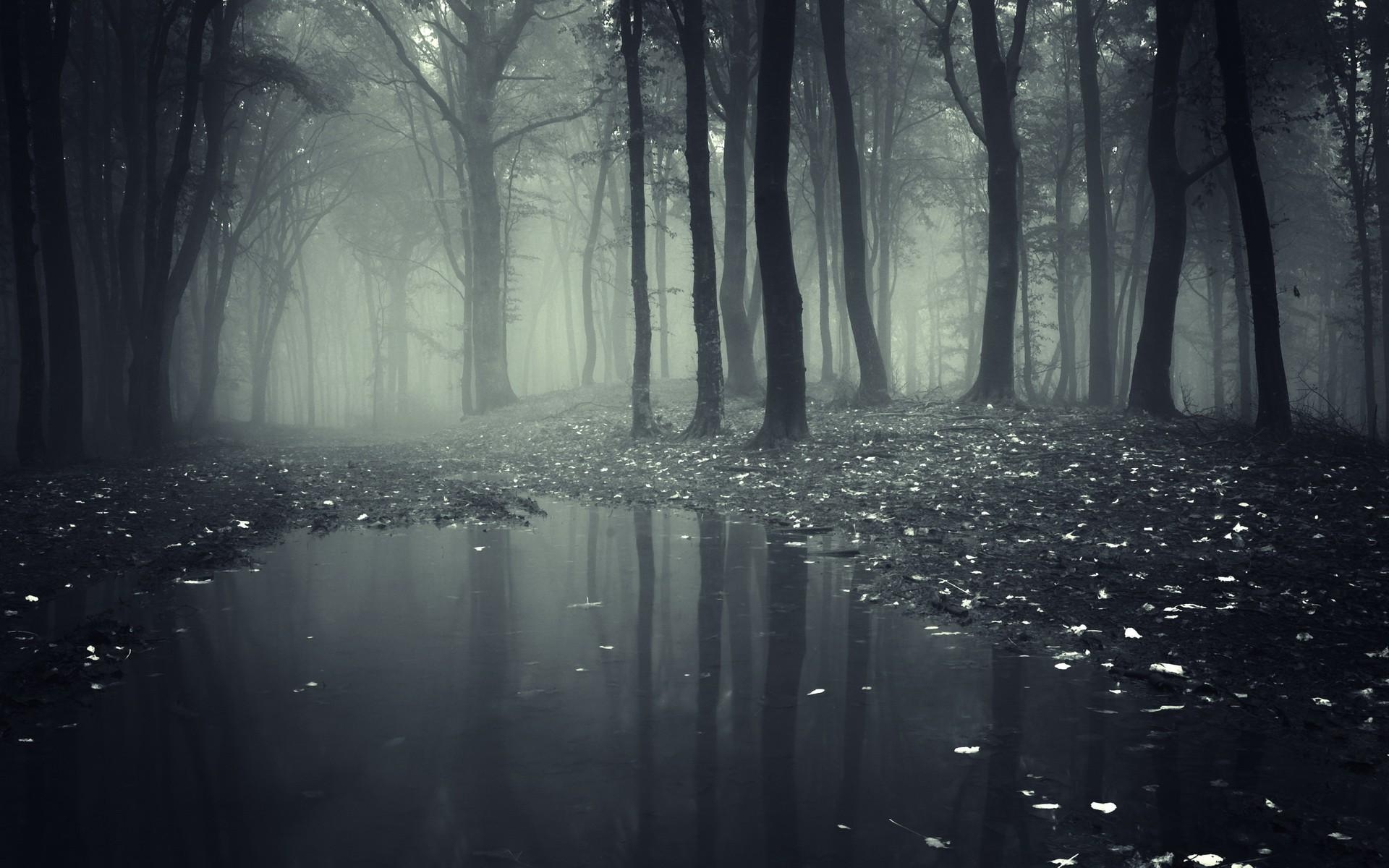 1920x1200 Creepy Forest Background, Desktop