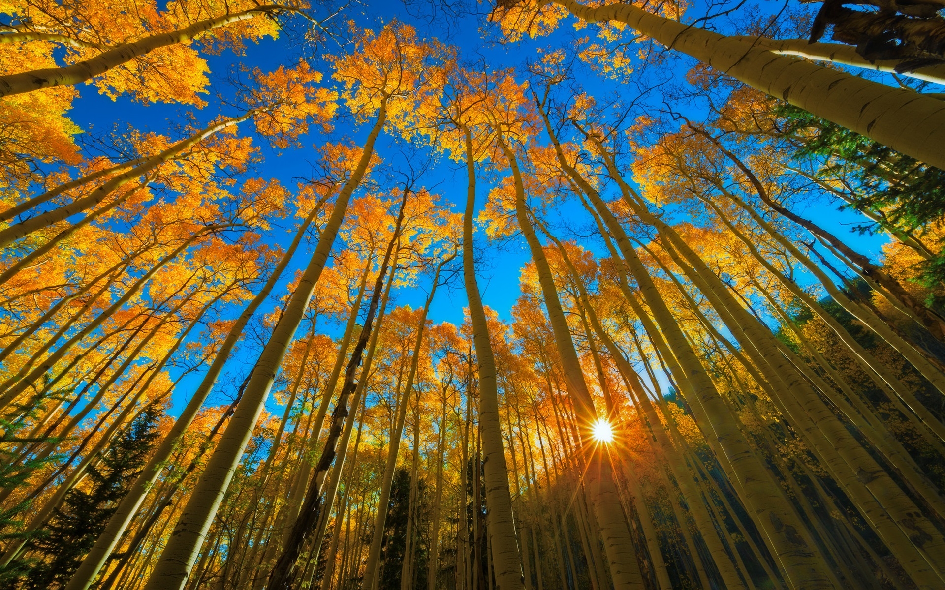 1920x1200 Wallpaper Colorado, autumn, aspen, forest, trees, sun rays, Desktop