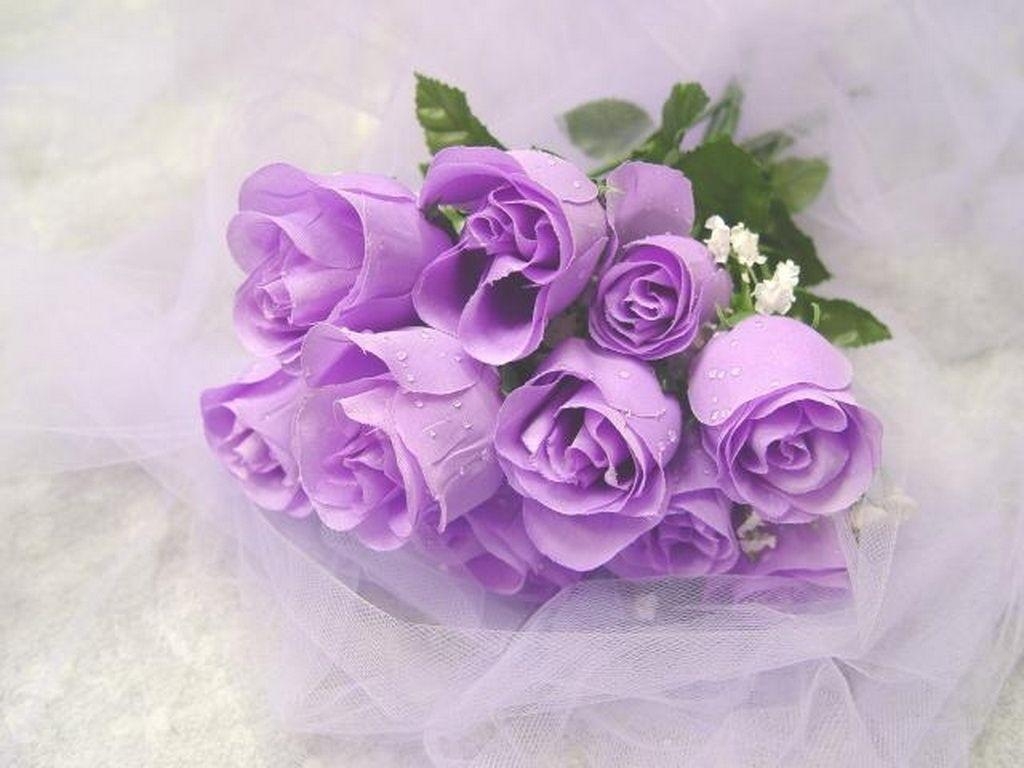 1030x770 Purple Rose Wallpaper, Desktop