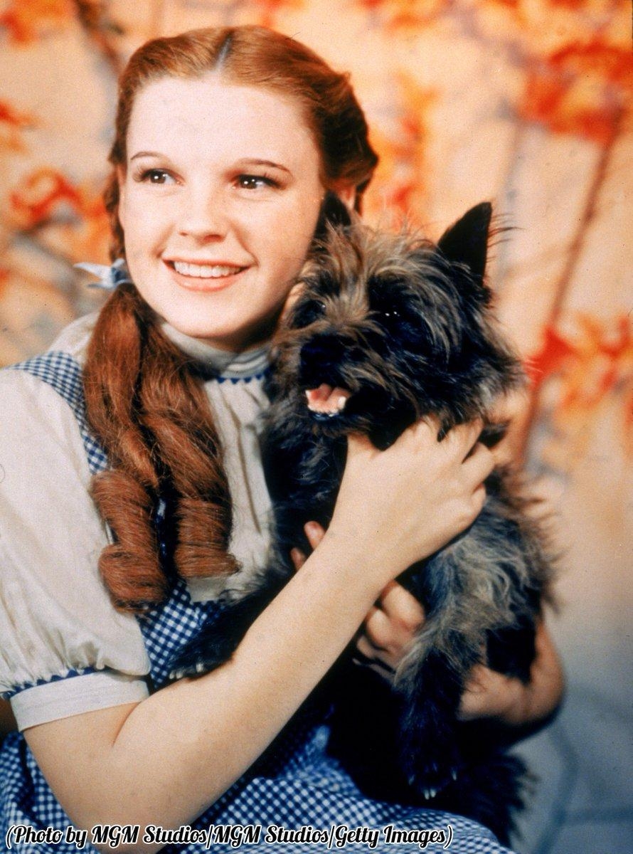 890x1200 A 16 Year Old Judy Garland As Dorothy Gale, Holding Toto, 1939, Phone