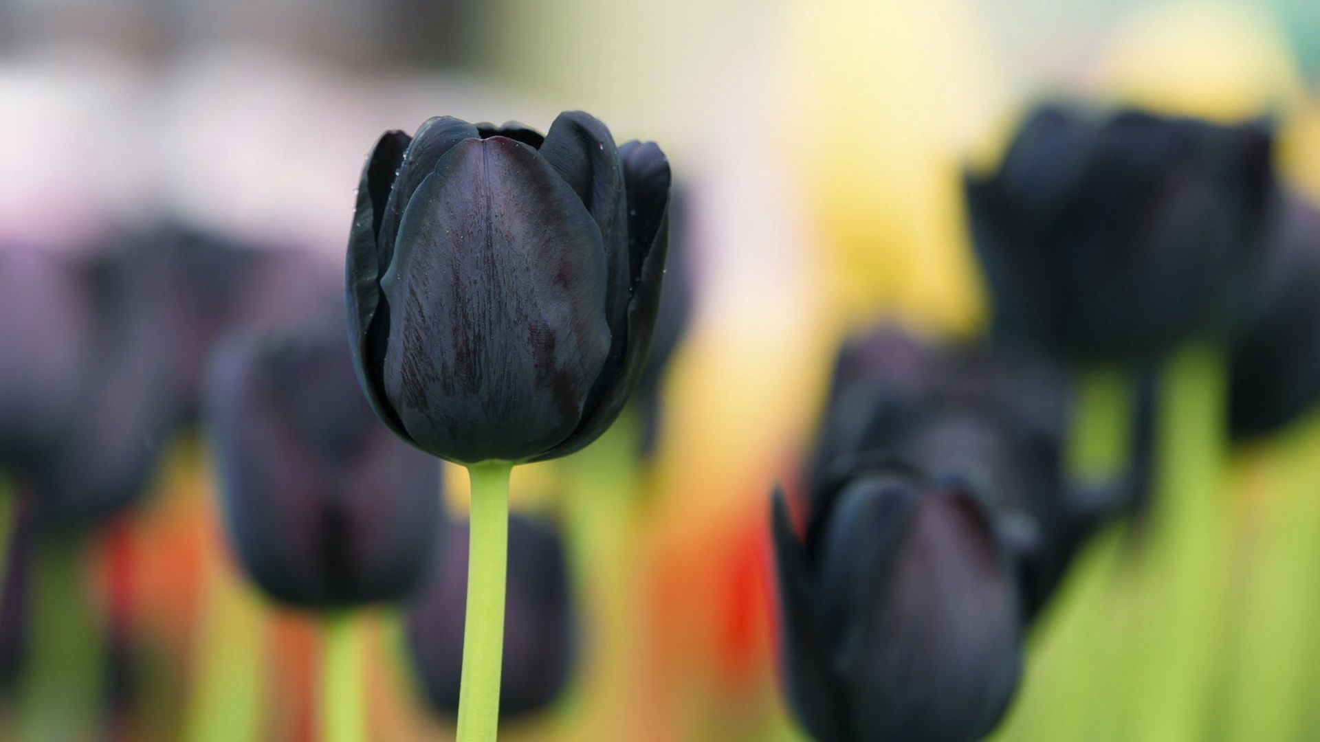 1920x1080 Black Tulip Flowers 640x960 IPhone 4 4S Wallpaper, Background, Desktop