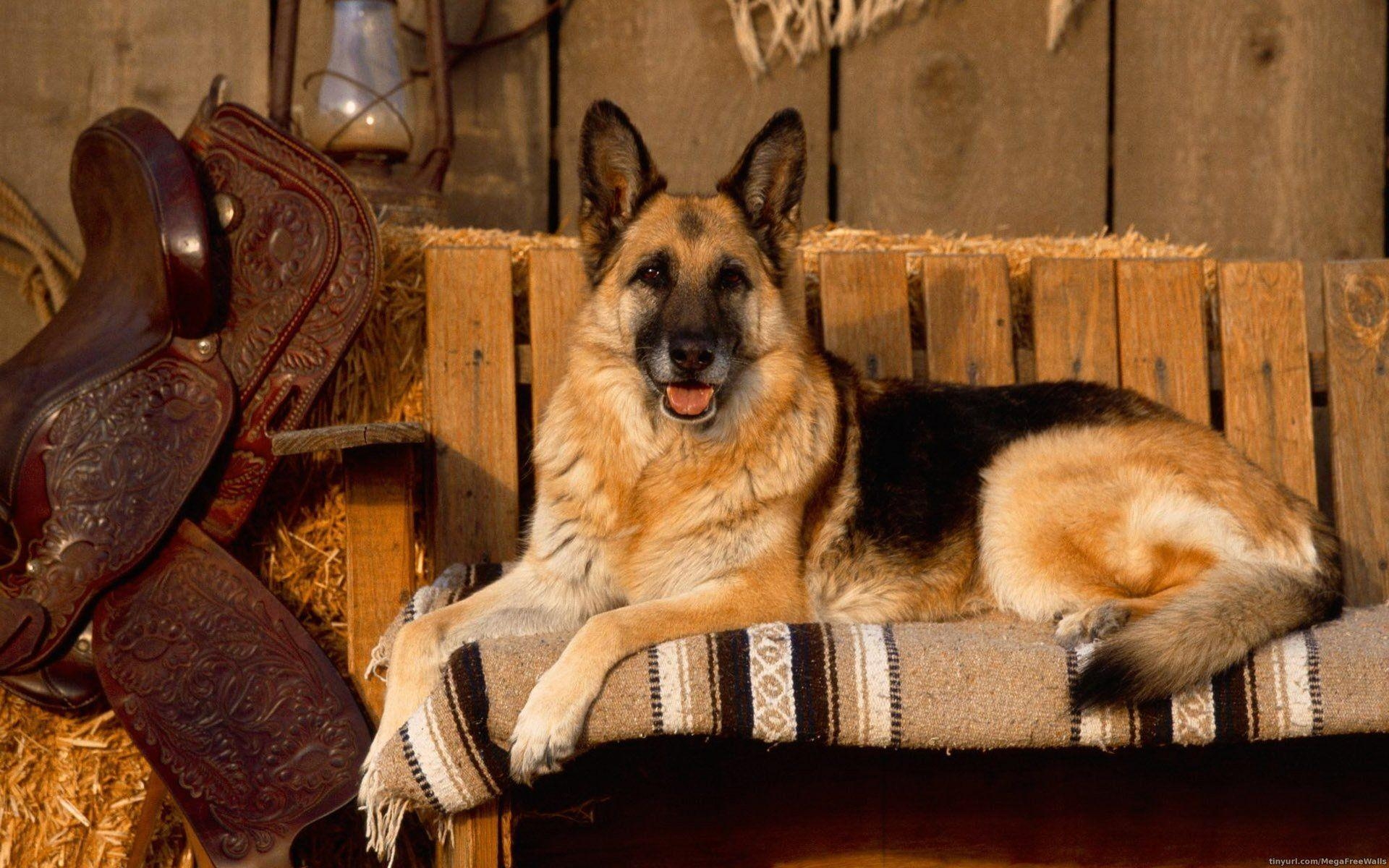 1920x1200 German Shepherd HD Wallpaper and Background Image, Desktop