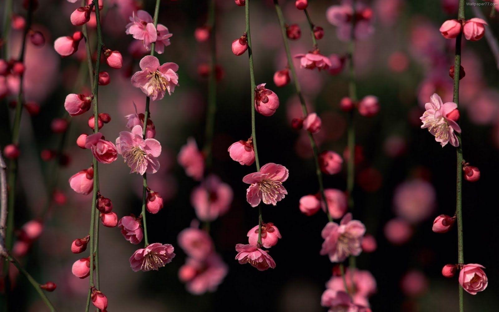 1600x1000 Pink Flower Wallpaper, Desktop