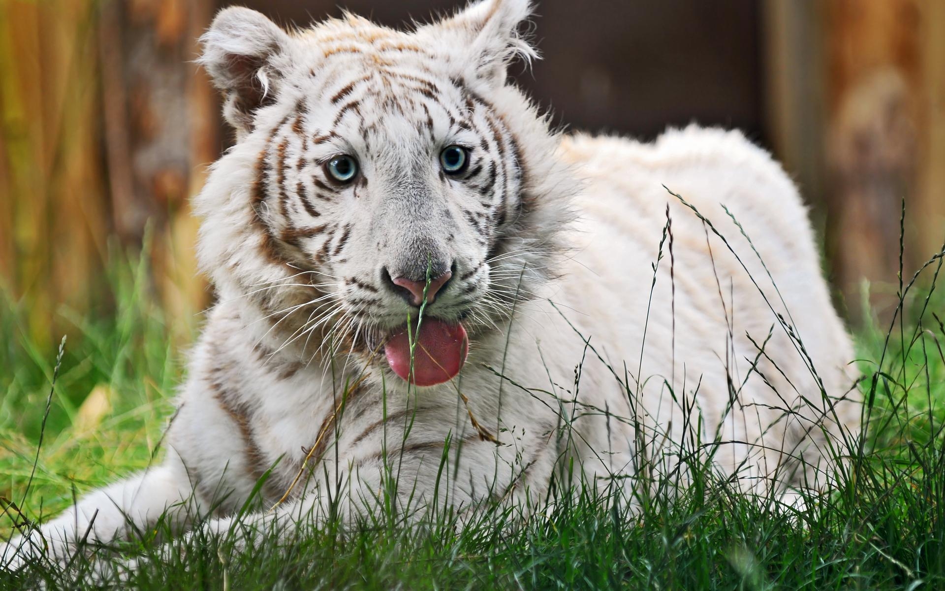 1920x1200 White Tiger Cubs HD Wallpaper Wallpaper Inn, Desktop