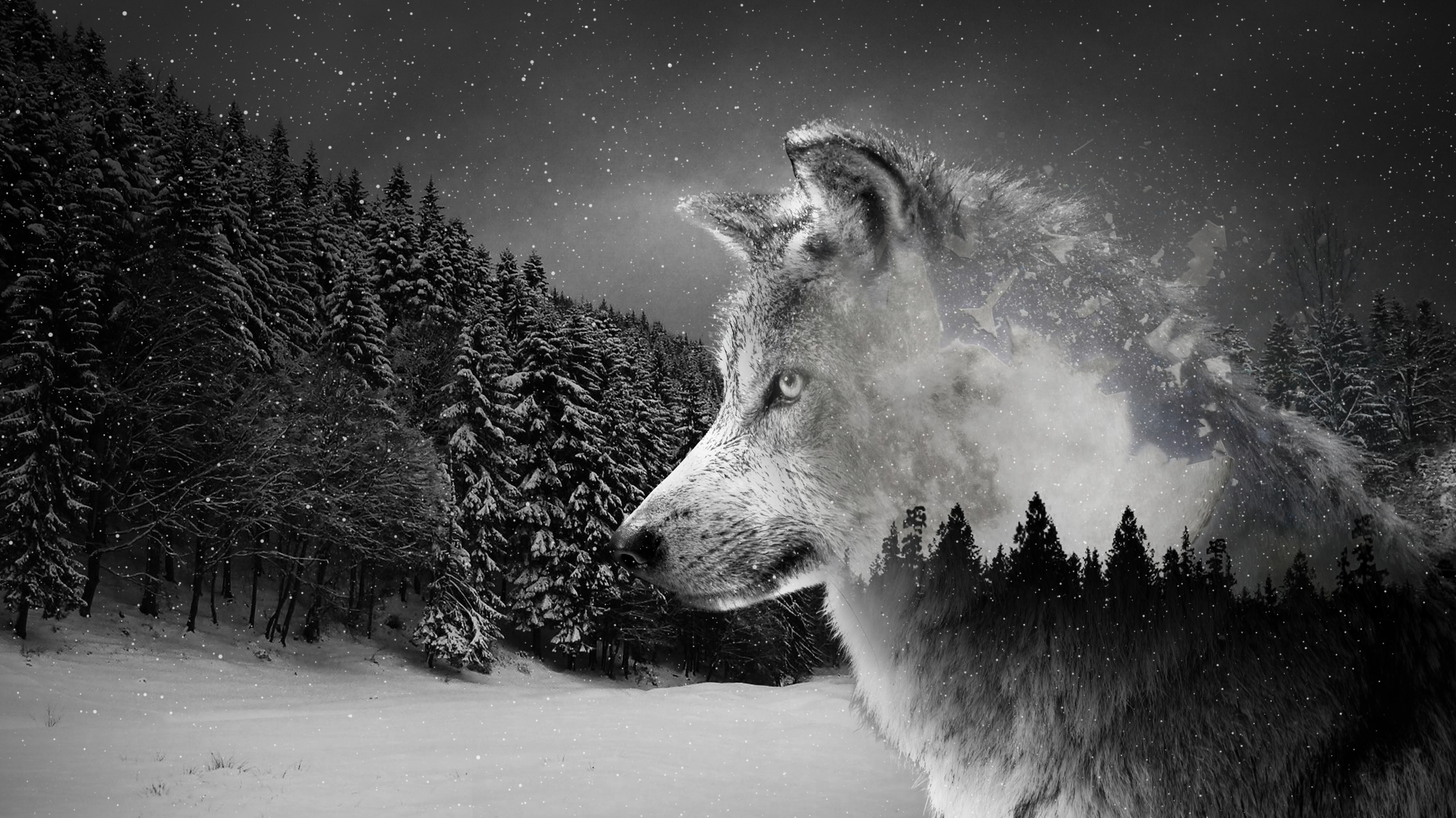 2560x1440 Wolf 4K wallpaper for your desktop or mobile screen free and easy to download, Desktop