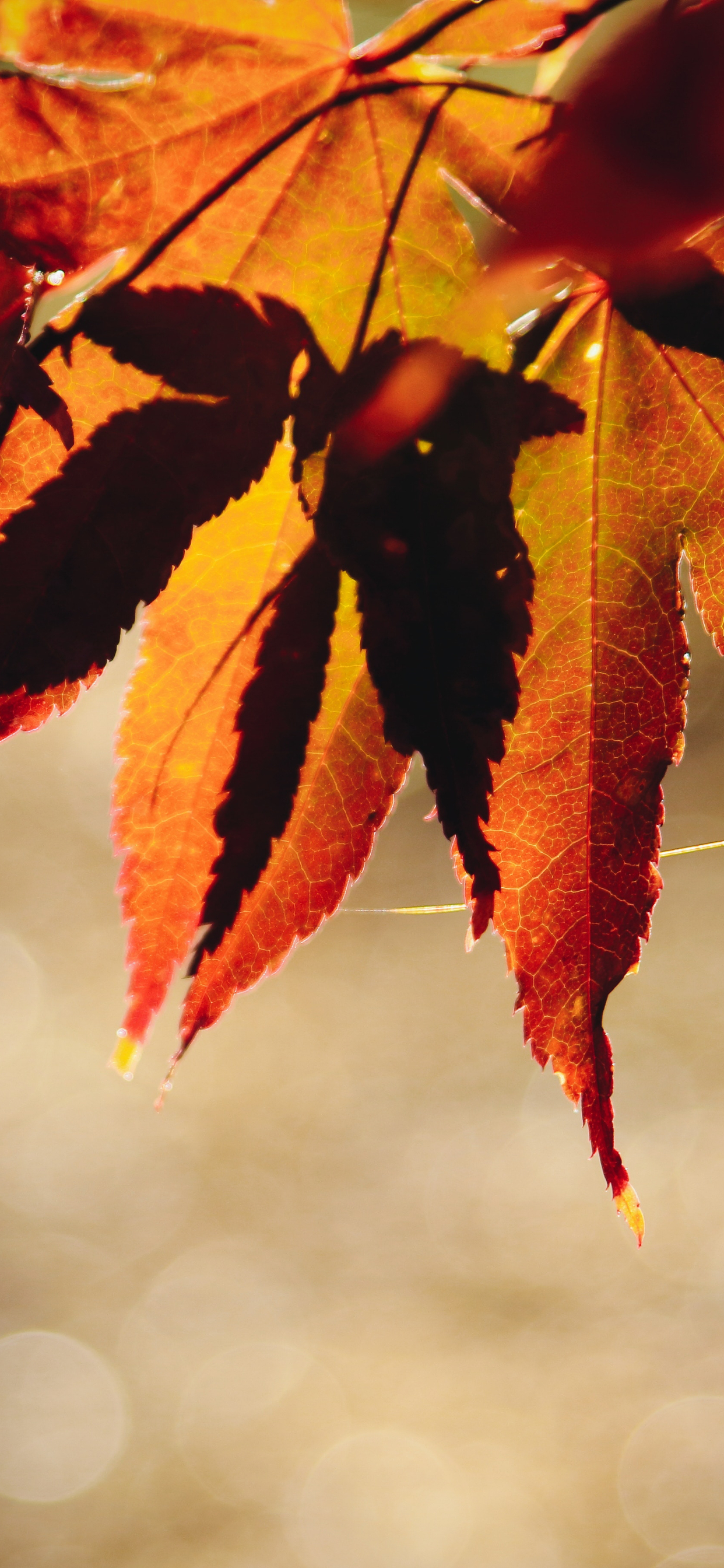 1250x2690 Autumn wallpaper for iPhone and iPad, Phone