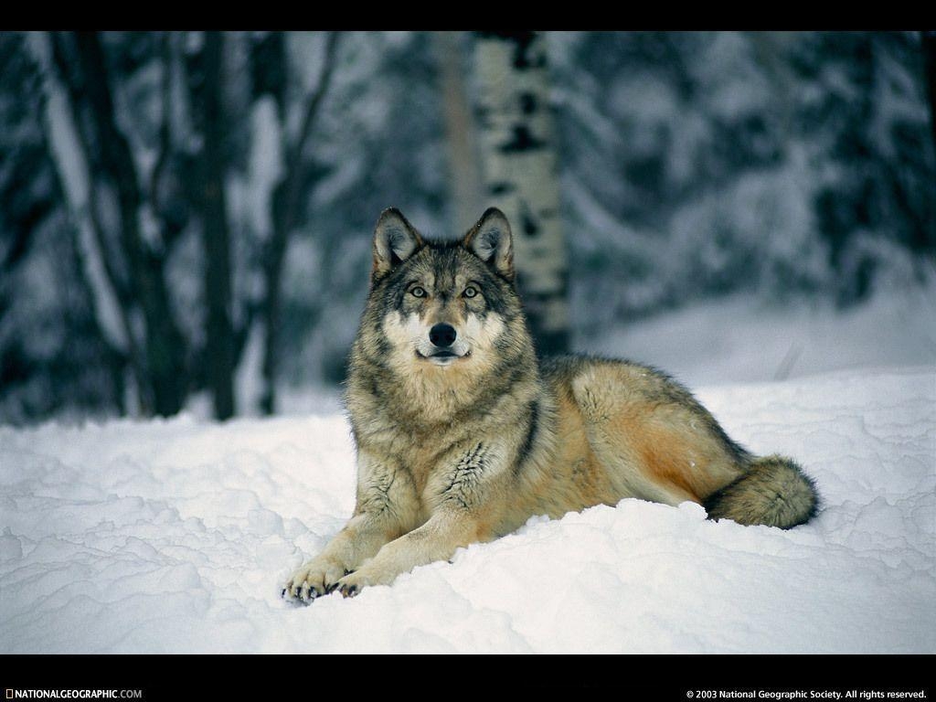 1030x770 Wolf Wallpaper the Alaskan Wolves!!! Wallpaper 8026347, Desktop