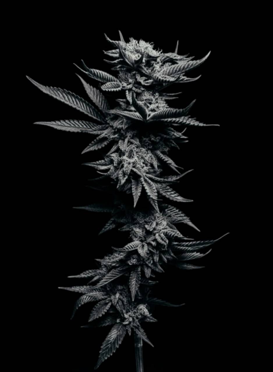 940x1280 Cannabis Wallpaper, Phone