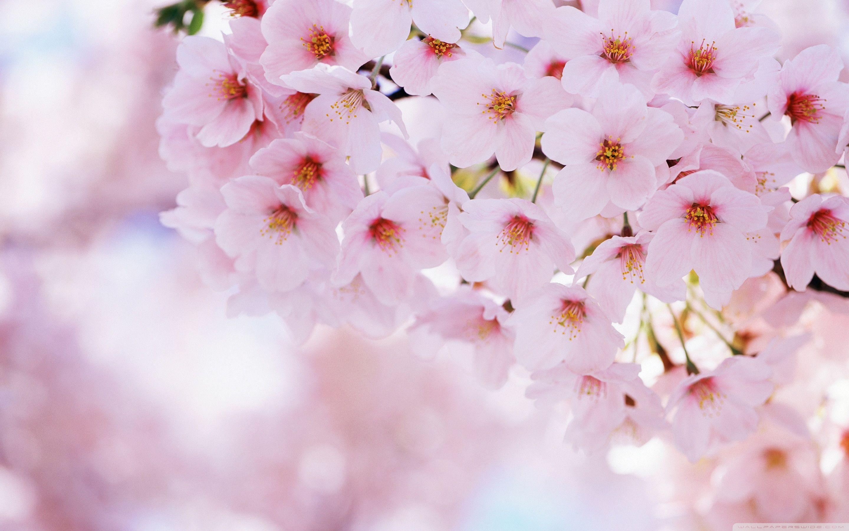 2880x1800 Cherry Blossom Wallpaper Full HD, Desktop