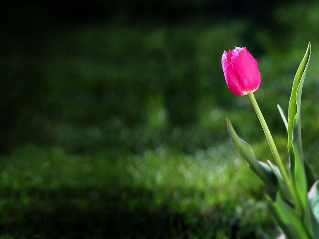 1030x770 Tulip Wallpaper 16982 HD Wallpaper in Flowers, Desktop