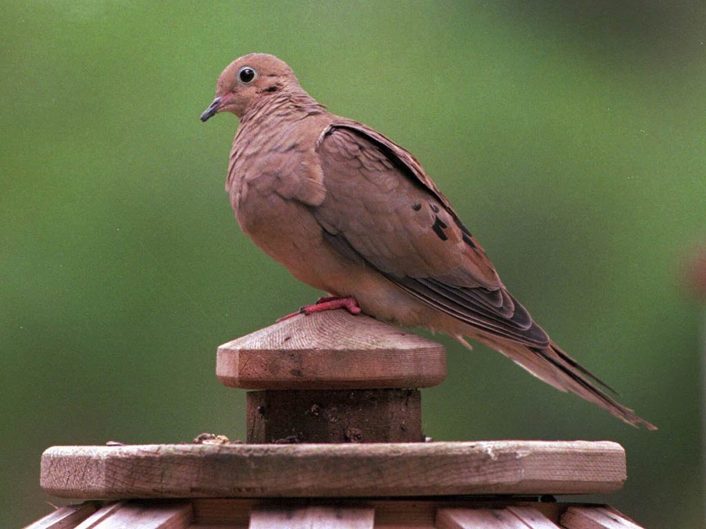 1030x770 Dove Wallpaper, Desktop