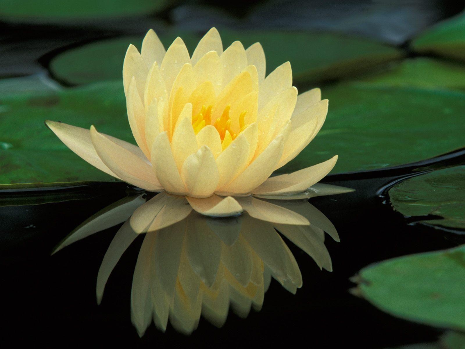 1600x1200 Lotus Flower Wallpaper HD Free Download > SubWallpaper, Desktop