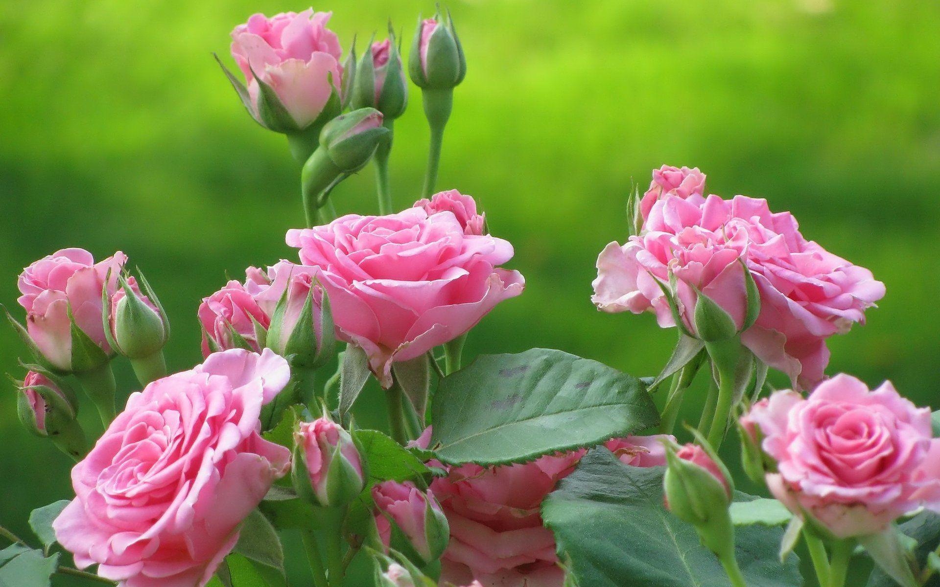 1920x1200 Pink Rose Garden Wallpaper Awesome 7. Umbbies, Desktop