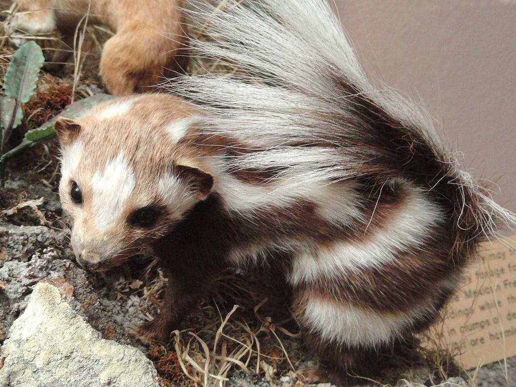 1030x770 Young Spotted Skunk Lovers Wallpaper, Desktop