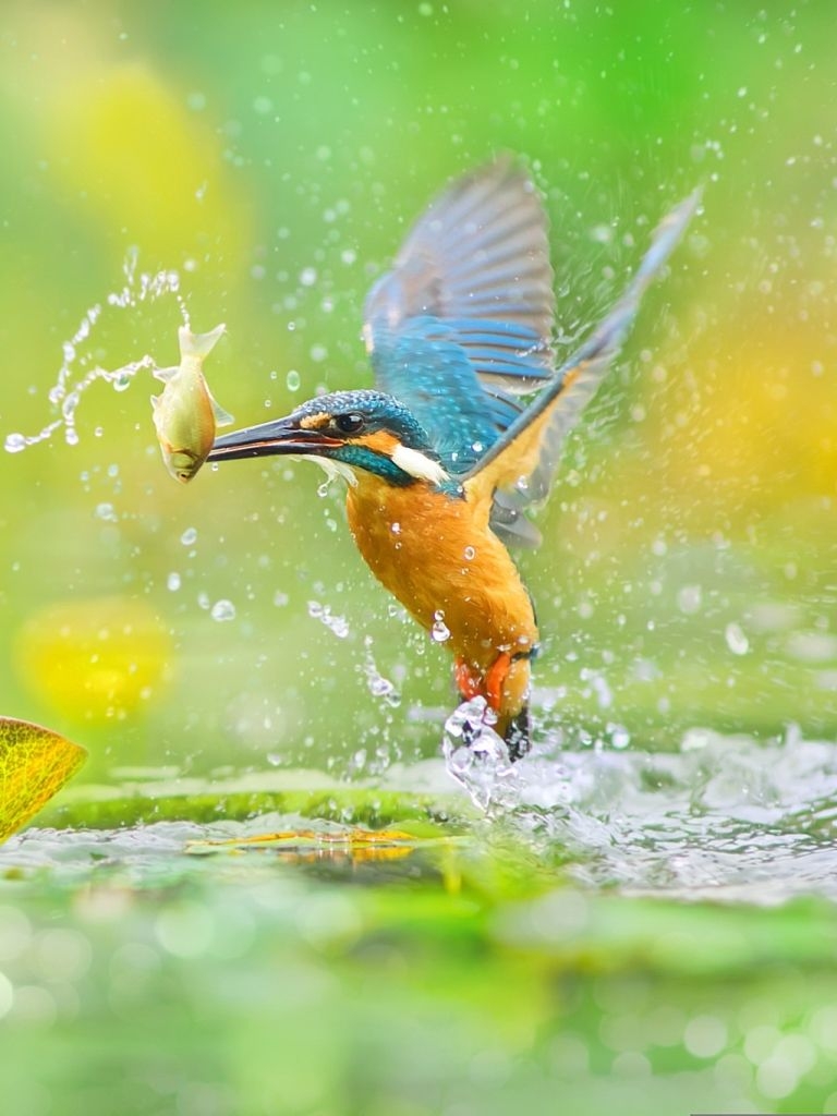 770x1030 Animal Kingfisher () Wallpaper, Phone