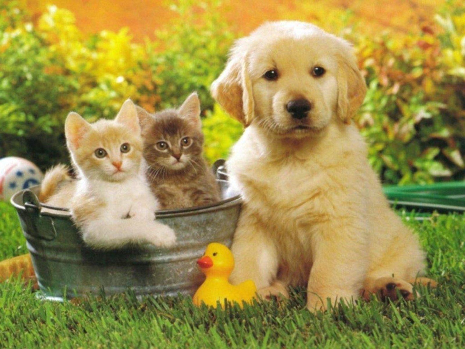 1600x1200 Cute Puppies And Kittens Wallpaper, Desktop