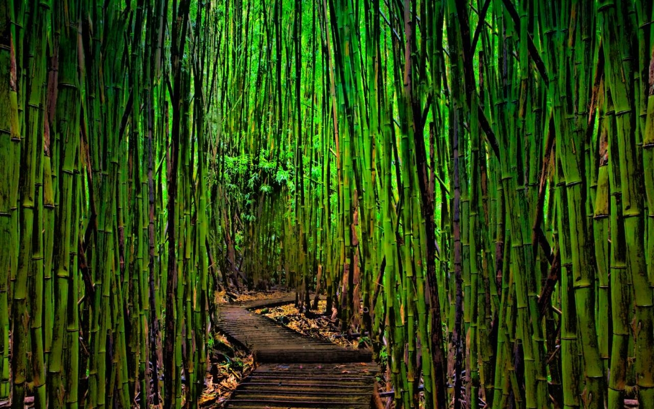 1280x800 px Wallpaper Bamboo, Desktop