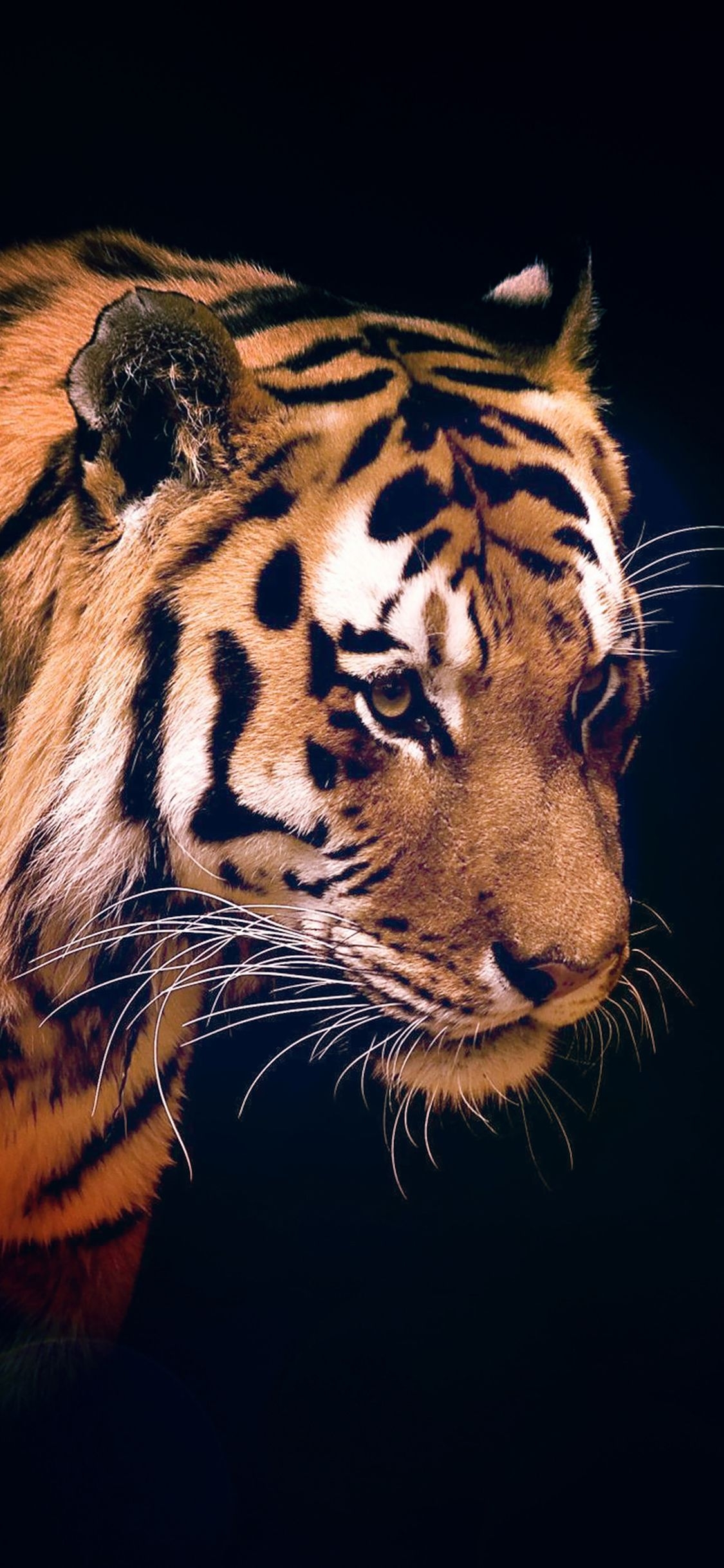 1130x2440 iPhone X wallpaper. tiger dark animal, Phone