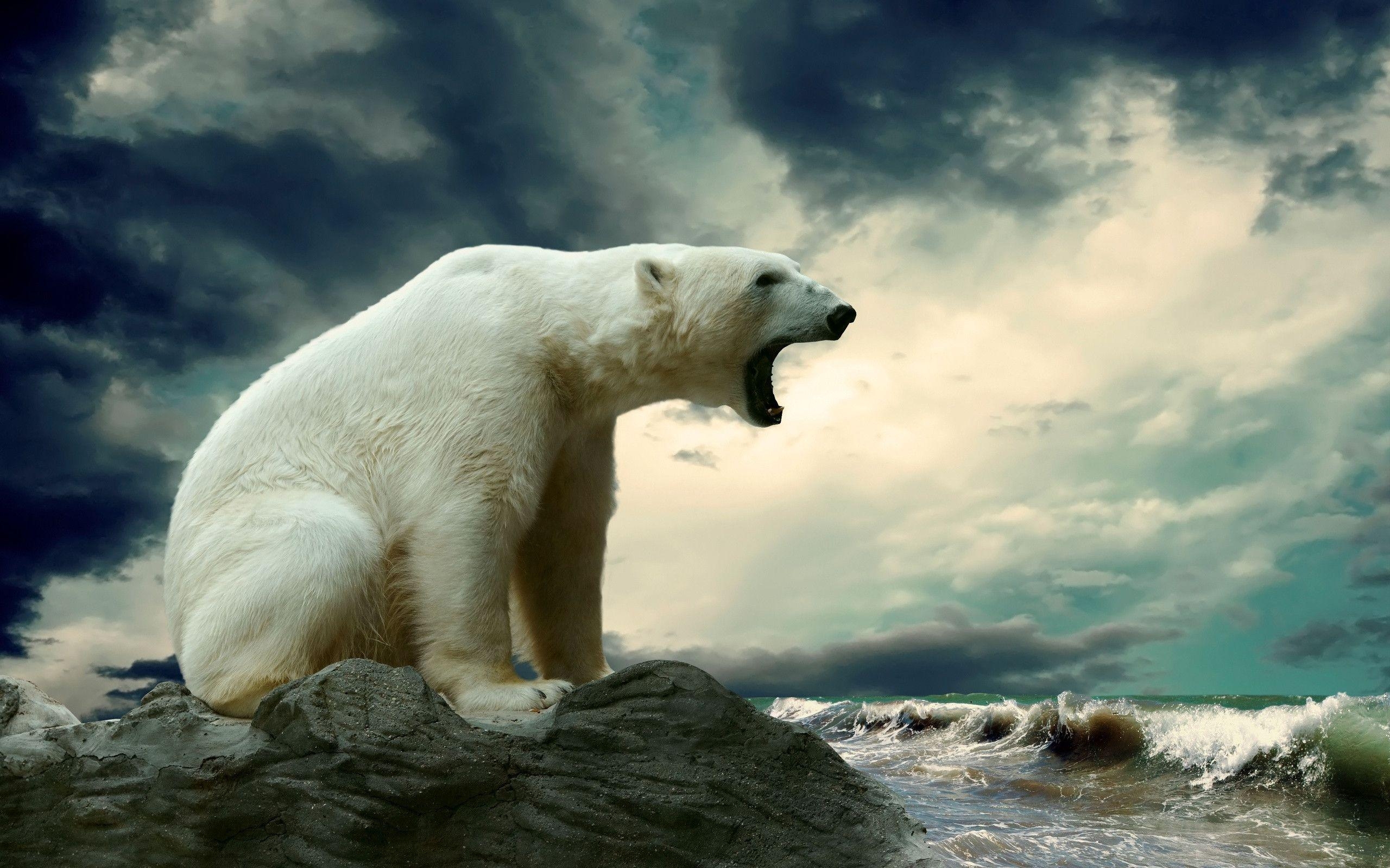 2560x1600 Polar Bear Wallpaper. Polar Bear Background, Desktop