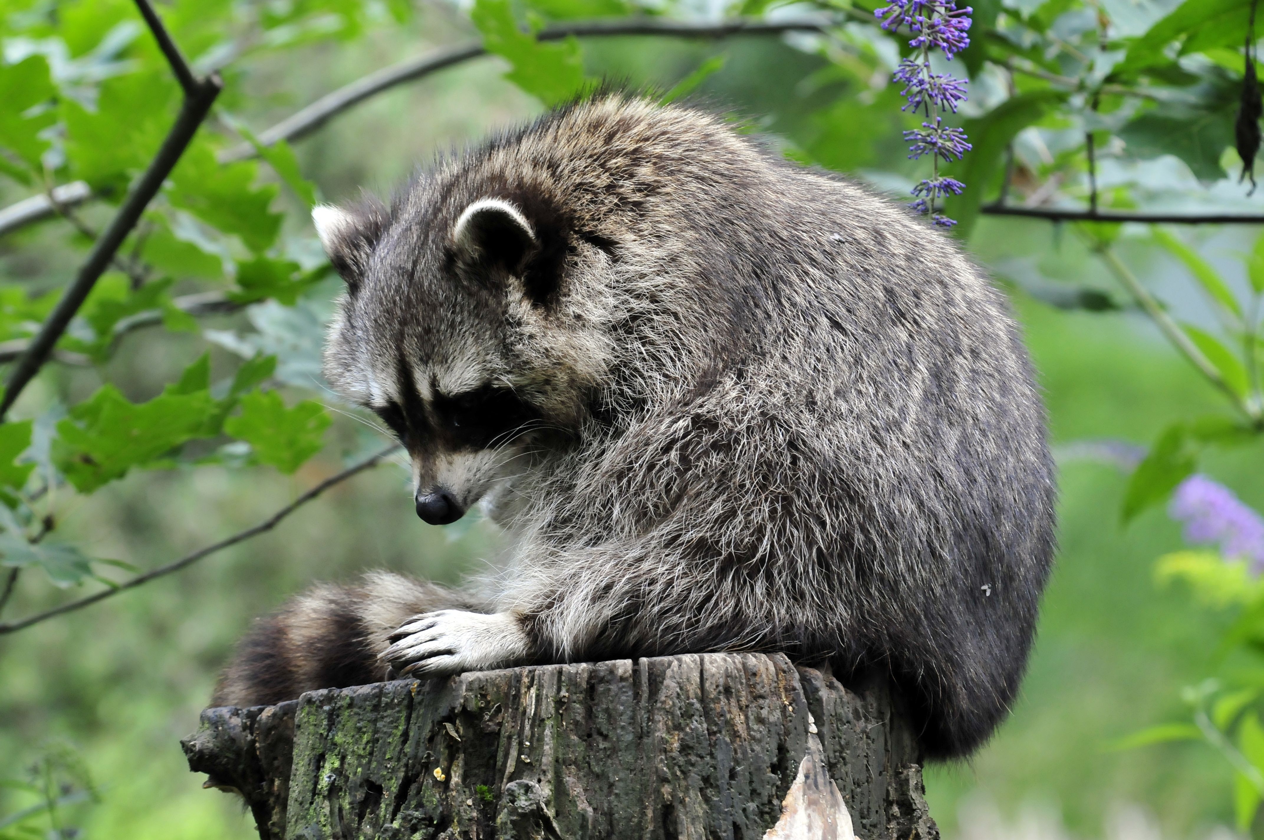 4290x2850 Wallpaper Raccoons Tree stump Animals, Desktop